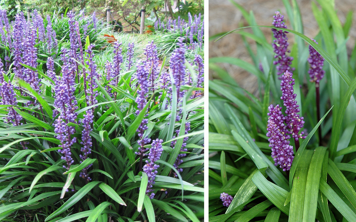 Lily Turf plant