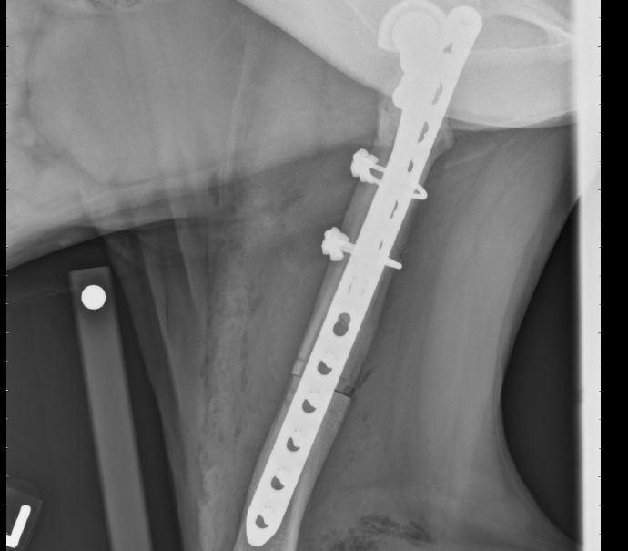 Maddy’s prosthetic joint seen on radiograph