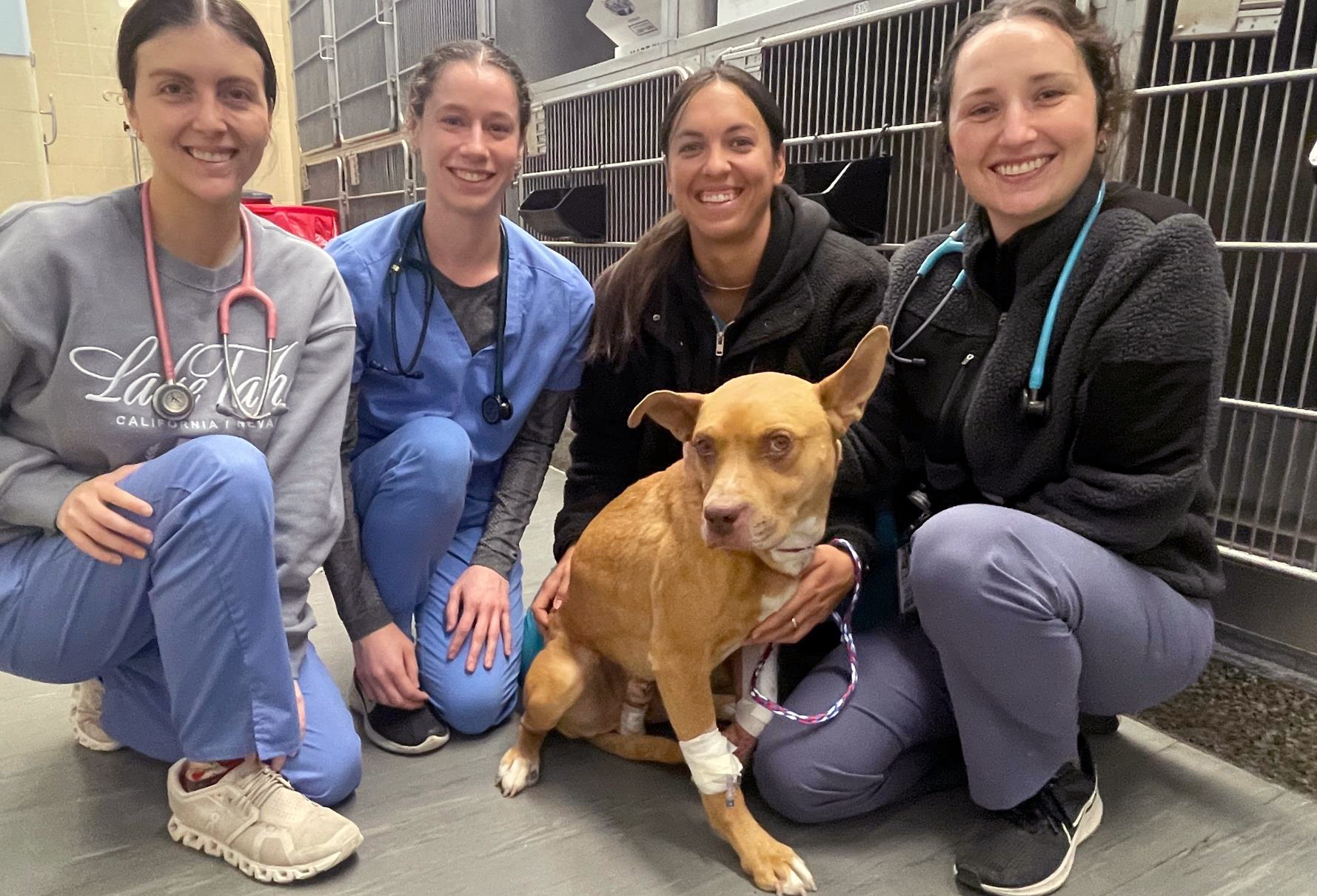 4 vets with a dog.