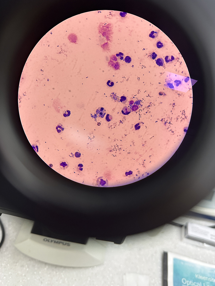 Microscope culture.