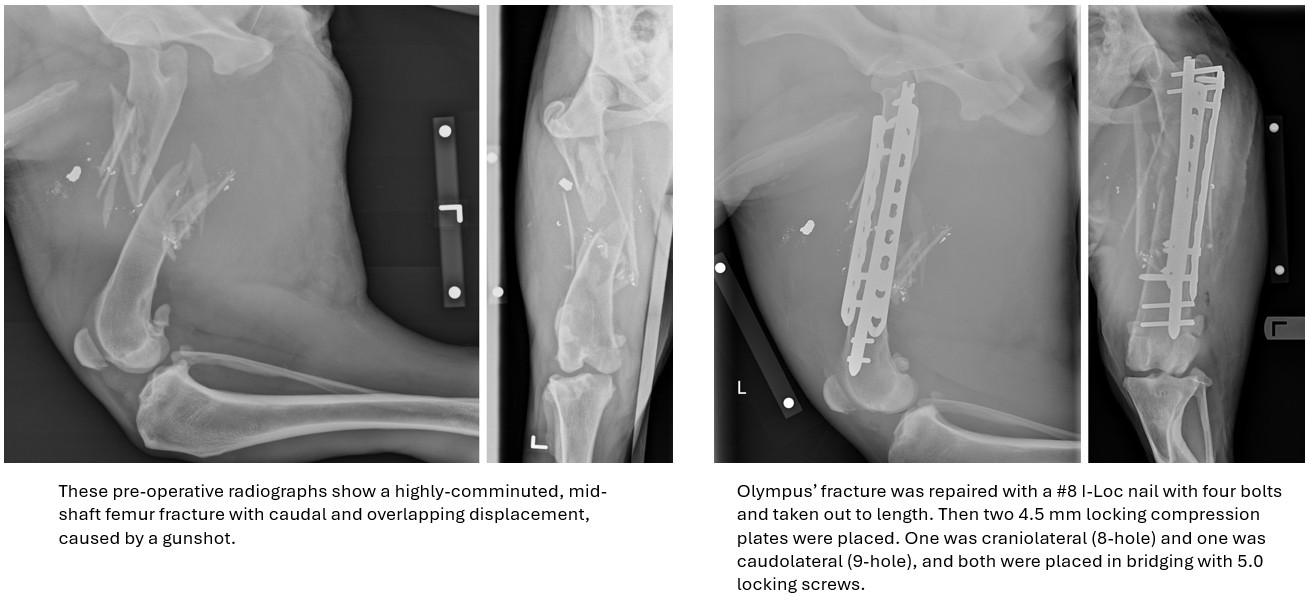pre- and post-operative xrays showing a dog's severely fractured femur
