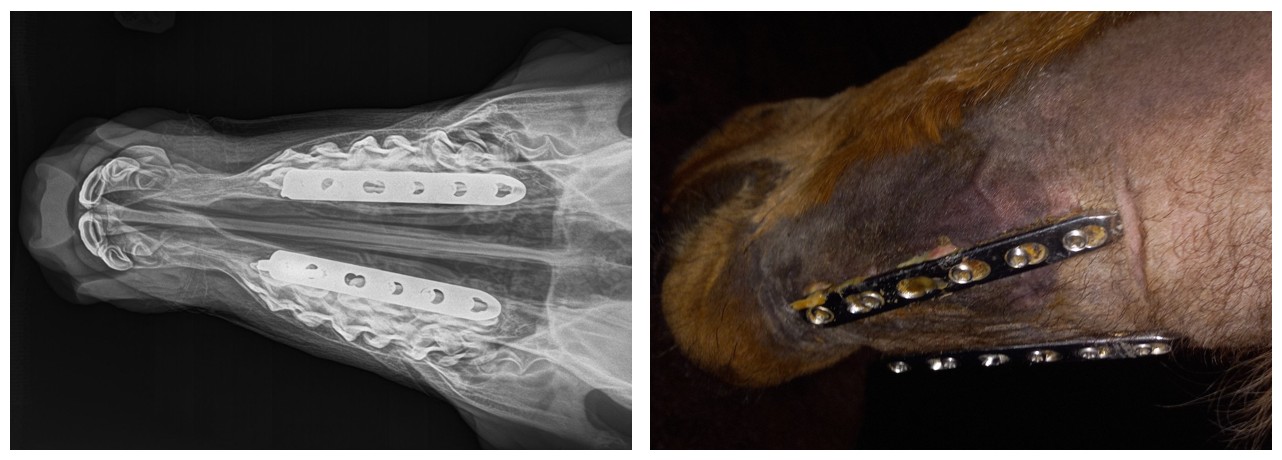 x-ray and external photo showing fixator on horse's jaw