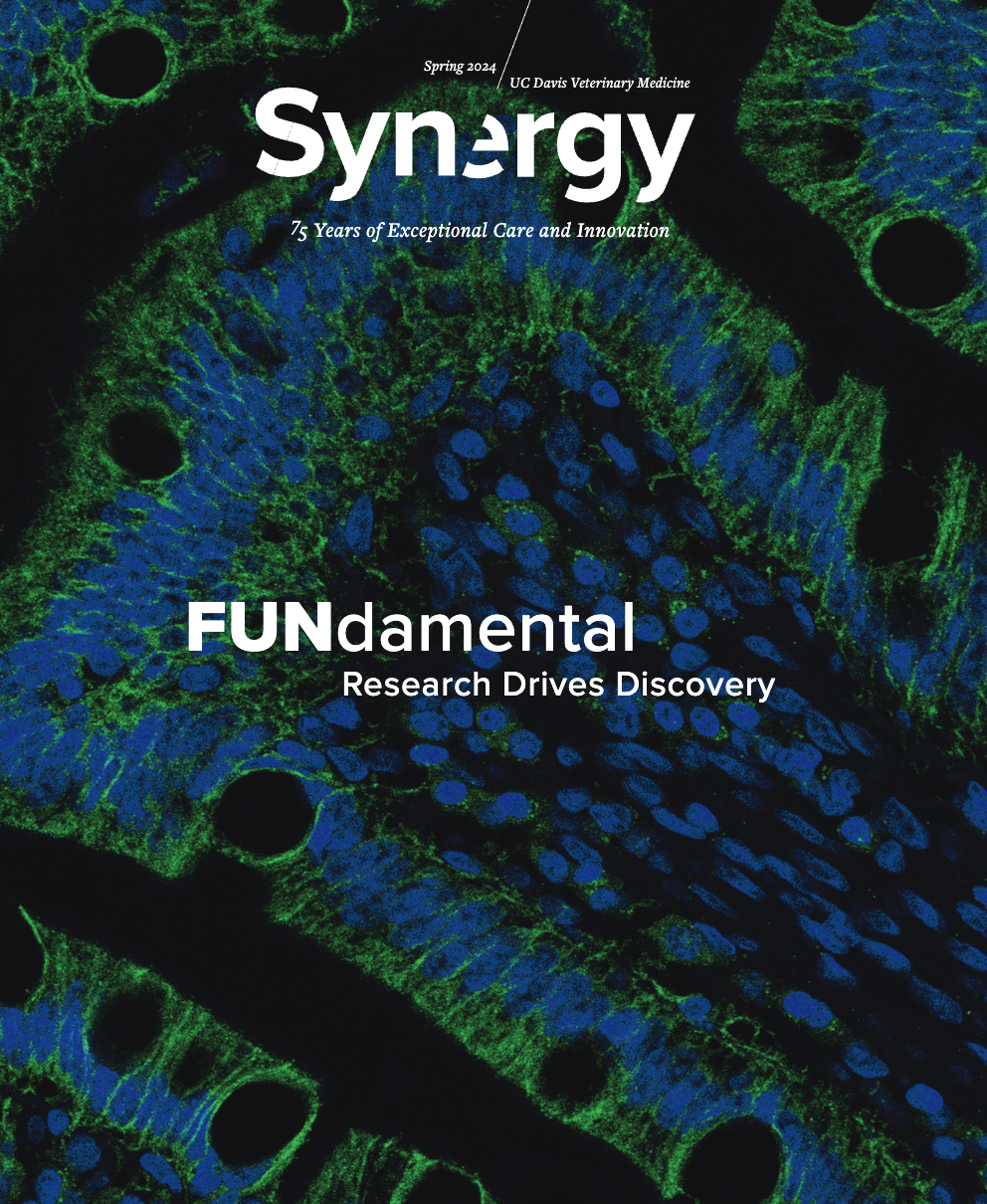 Synergy-cover-spring-2024 image