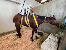 horse in sling