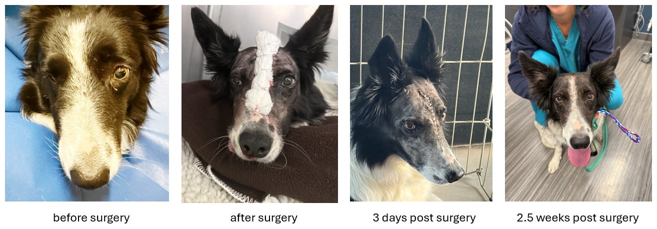 Four photos showing a black-and-white dog’s facial surgery recovery, from pre-op to weeks after