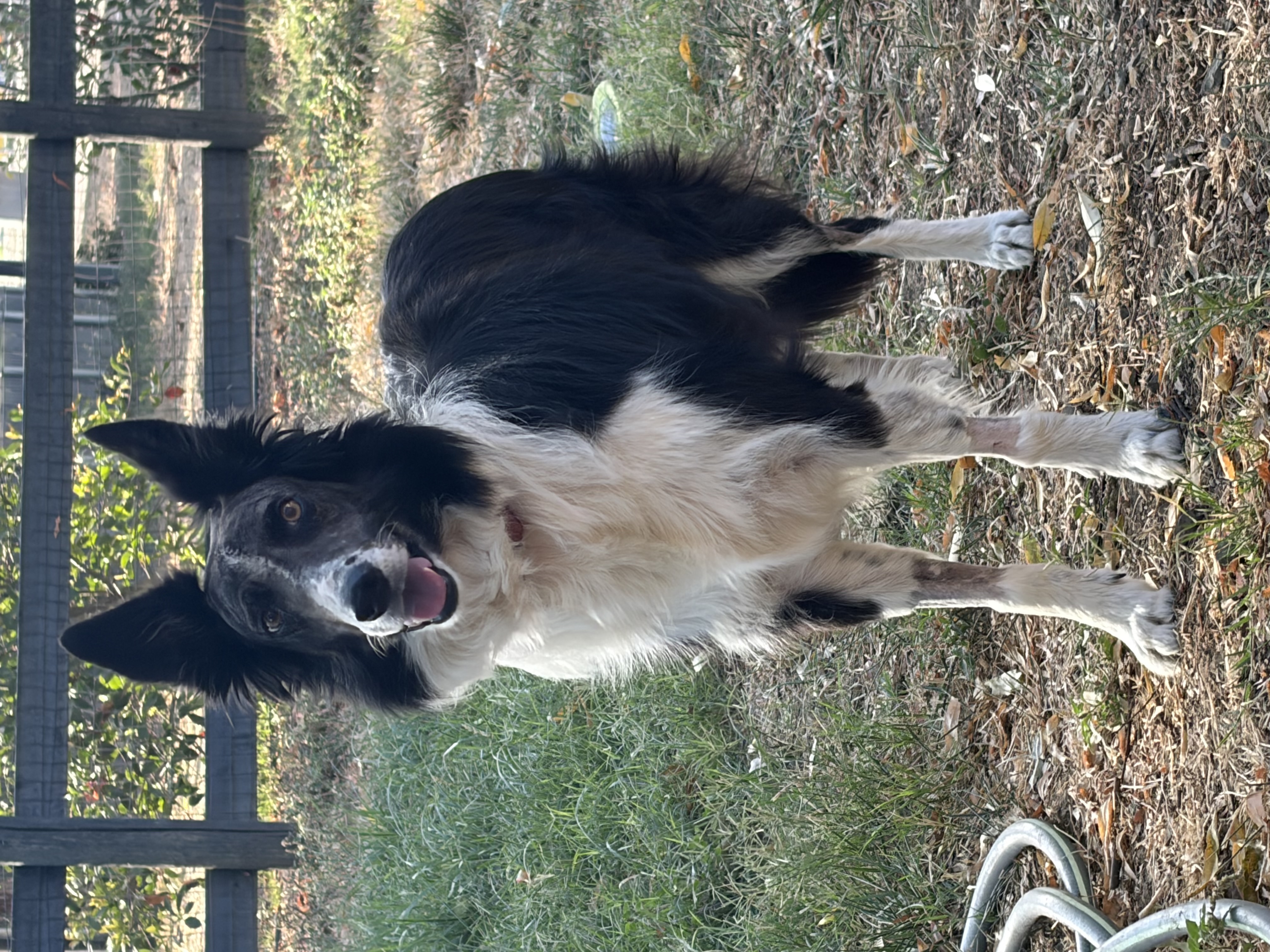 Black-and-white Border Collie standing on a leafy yard, alert gaze toward camera