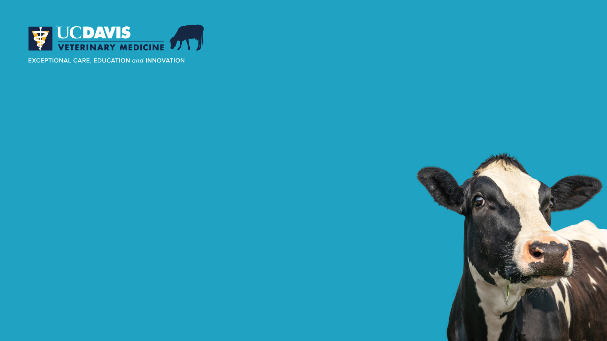 zoom screen with cow