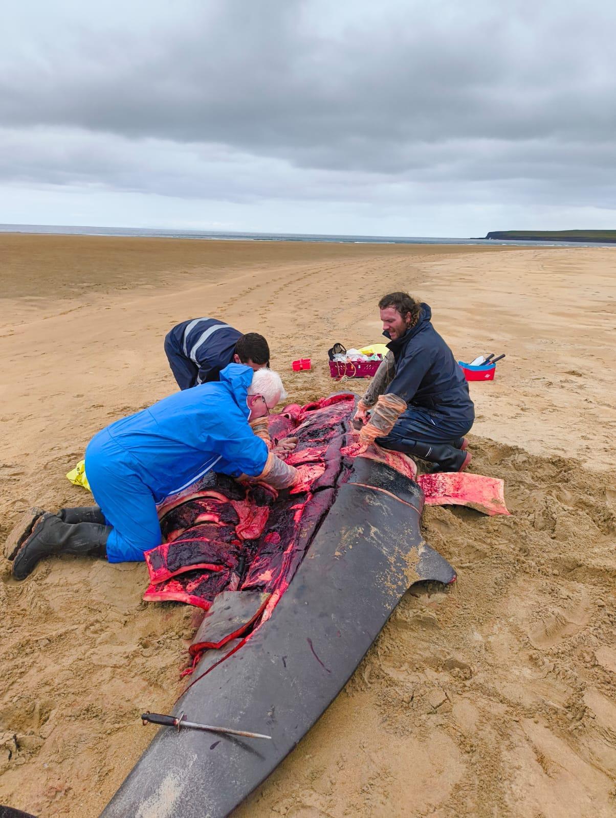 Three people dissecting a large marine mammal on the beach.