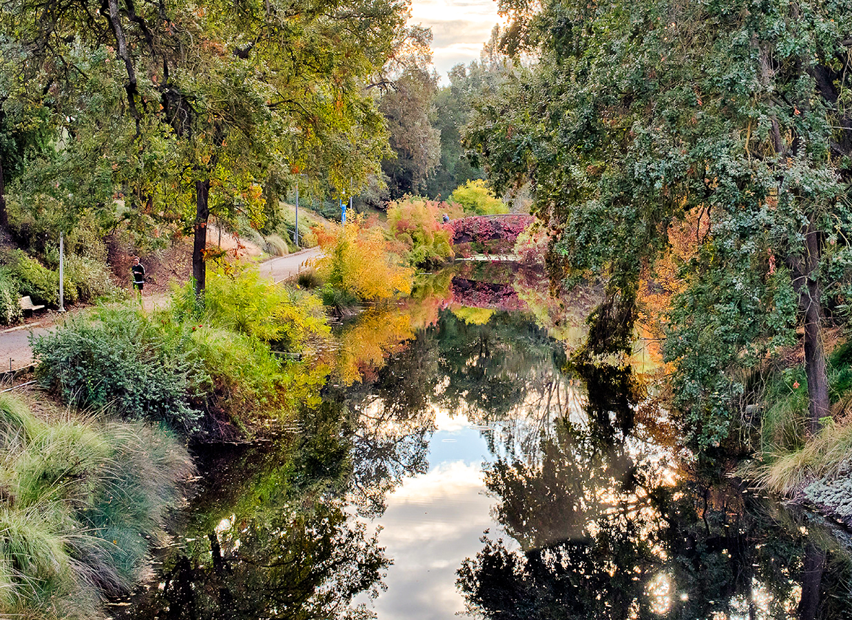 Arboretum bridge