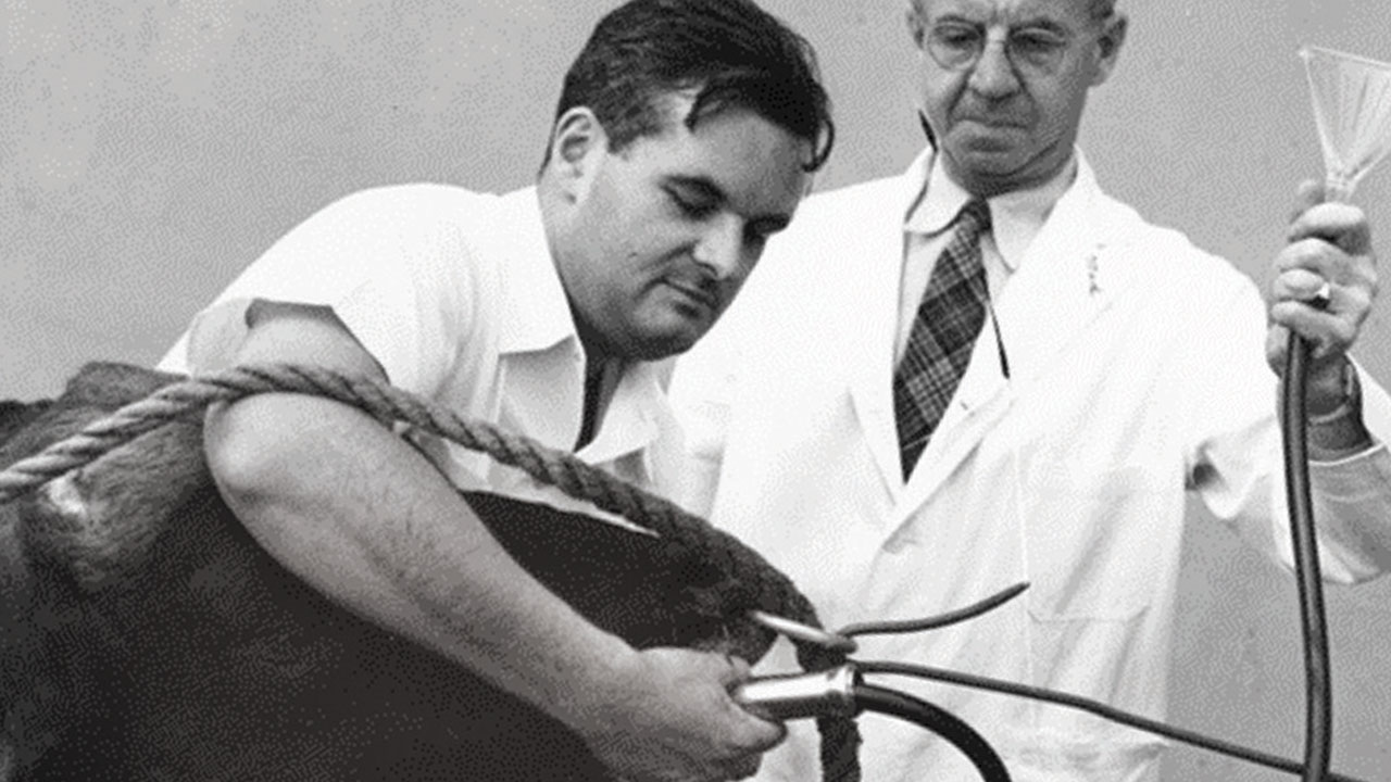 Dr. John D. Wheat (left) delivers medicine to a Guernsey bull through a stomach tube in 1950 with the help of Dr. Hugh S. Cameron. (Historical image courtesy of University Archives, University of California)