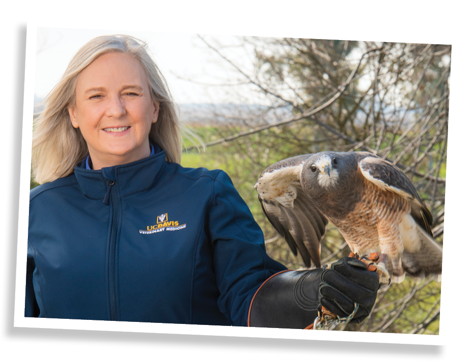 Dr. Hawkins holding a Peregrine falcon.