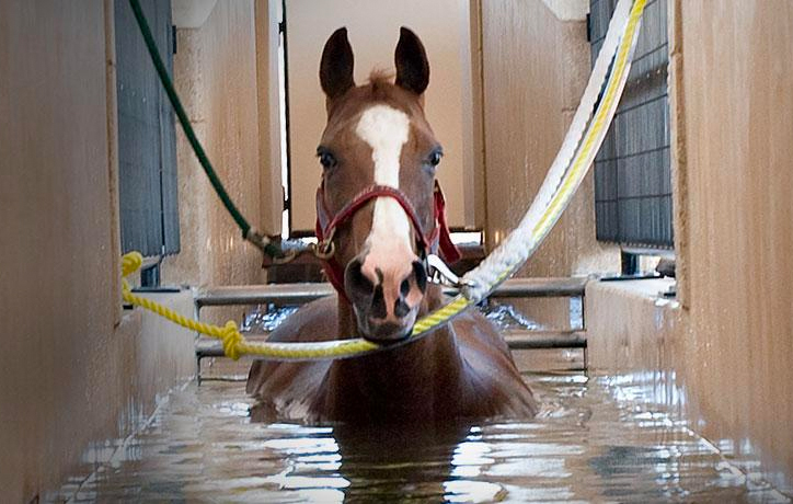 Find out more about the Equine Performance and Rehabilitation Center