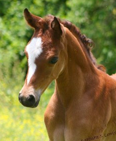 Photo courtesy of http://www.barakafarm.com/horses/foals.html