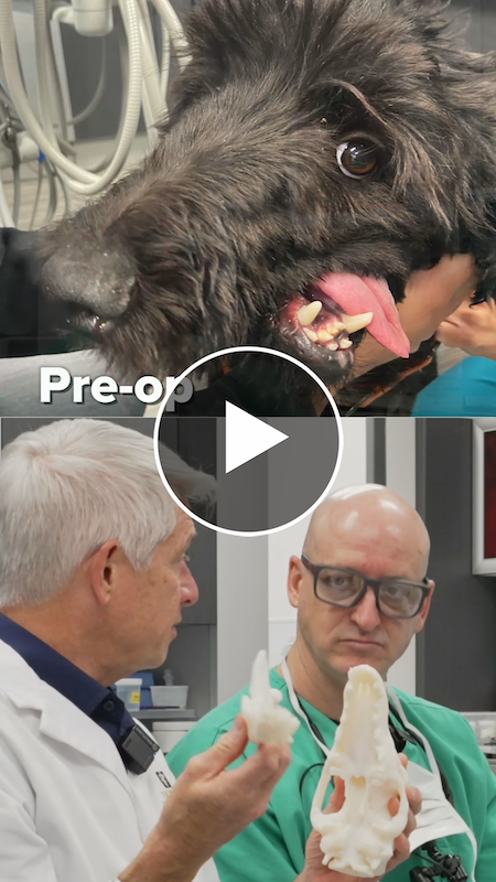 Cover of a Minute with Mark video short showing Dean Stetter with Dr. Boaz Arzi and Toby the dog.