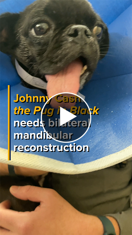Johnny Cash the pug is wearing a cone as he recovers from surgery.