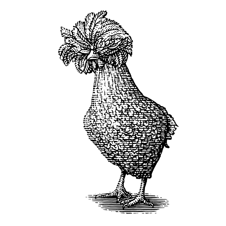 Steven Noble Illustration of a chicken.