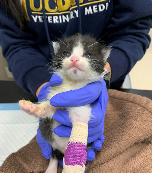 Orphan Kitten Project at UC Davis