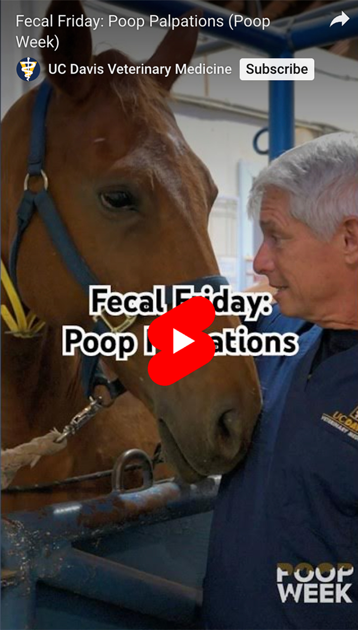 Minute with Mark video cover: Fecal Friday shows Mark with a pregnant mare.