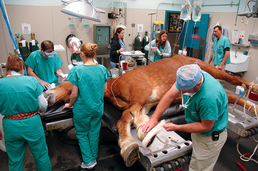 Envision Your Professional Future at UC Davis | School of Veterinary