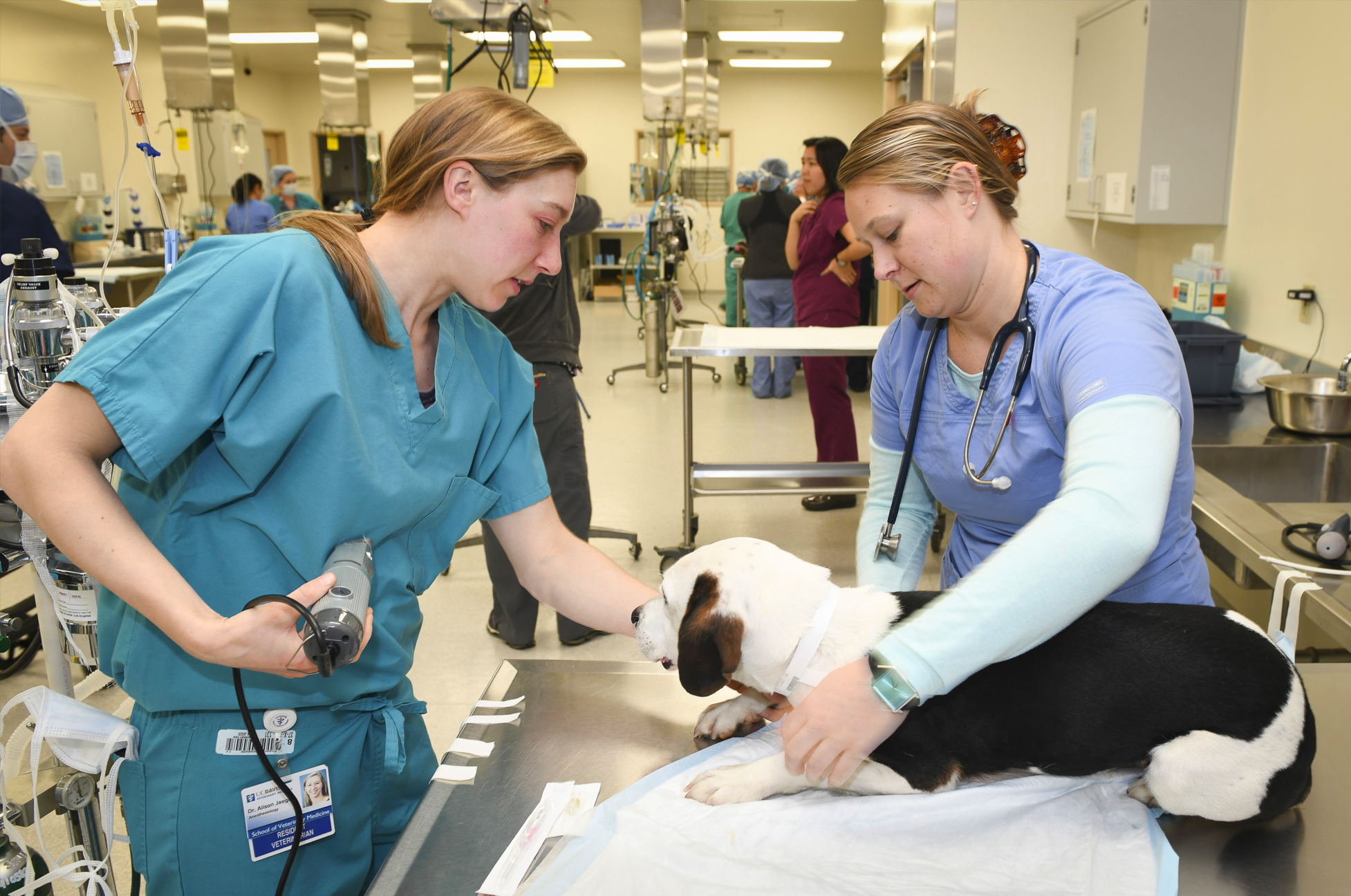 Tour the Veterinary Hospital