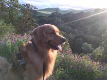 Sweet potatoes and outlet dcm in dogs