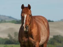 その他 HORSE WITH A BROKEN LEG [CD] UC Davis Equine Surgeons Repair Quarter Horse's Broken Leg