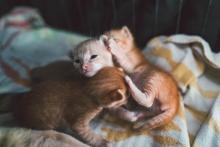 When should kittens stop nursing top