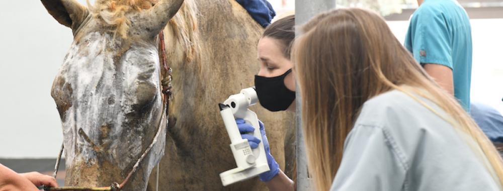 Ava, a draft horse receiving treatment at the UC Davis veterinary hospital for burns she sustained during the LNU Lightning Complex fires
