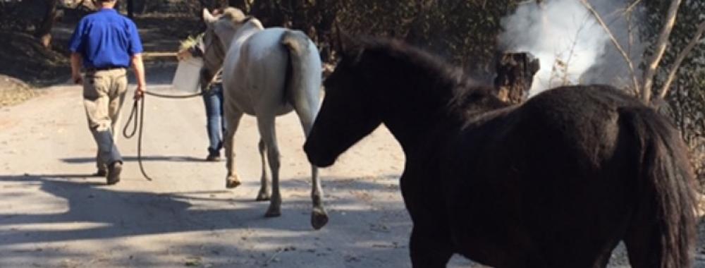 horse being led out of fire zone