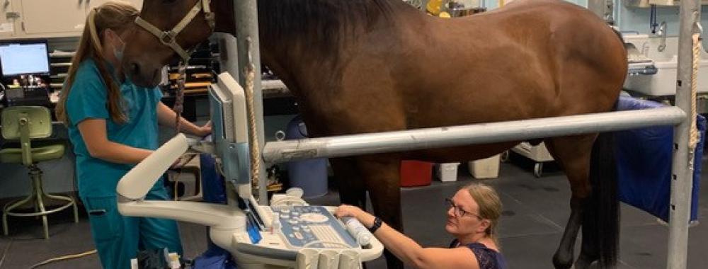 veterinarian at UC Davis veterinary hospital using ultrasound on horse