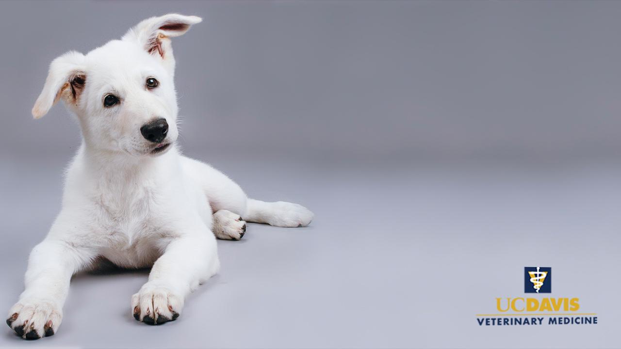 School Of Veterinary Medicine Vet Med Zoom Backgrounds Find & download free graphic resources for veterinarian. vet med zoom backgrounds
