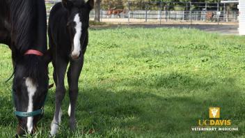 Center for Equine Health