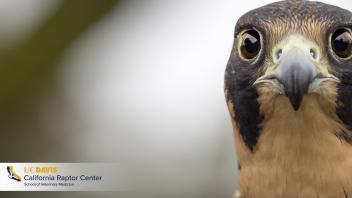 California Raptor Center