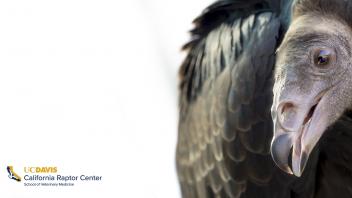 California Raptor Center