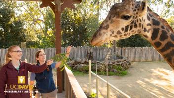 Giraffe at Sacramento Zoo