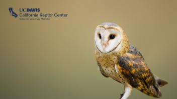 Raptor Center Zoom Background