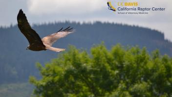 Raptor Center Zoom Background