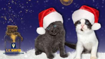 Merry Kittens