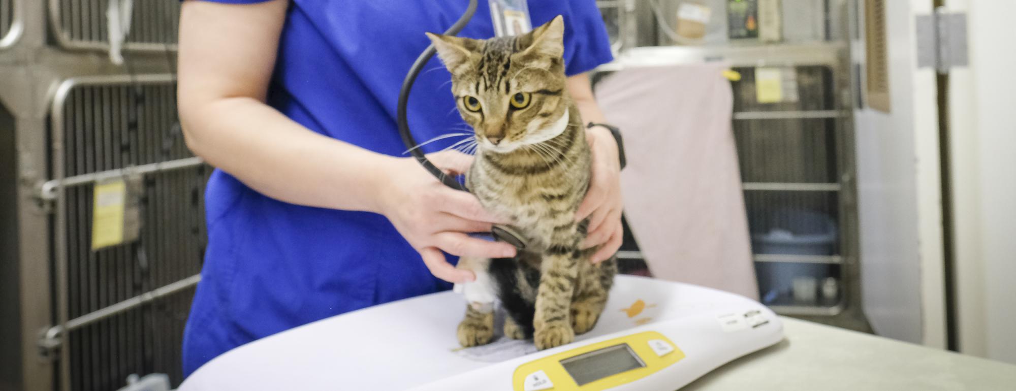 UC Davis School of Veterinary Medicine