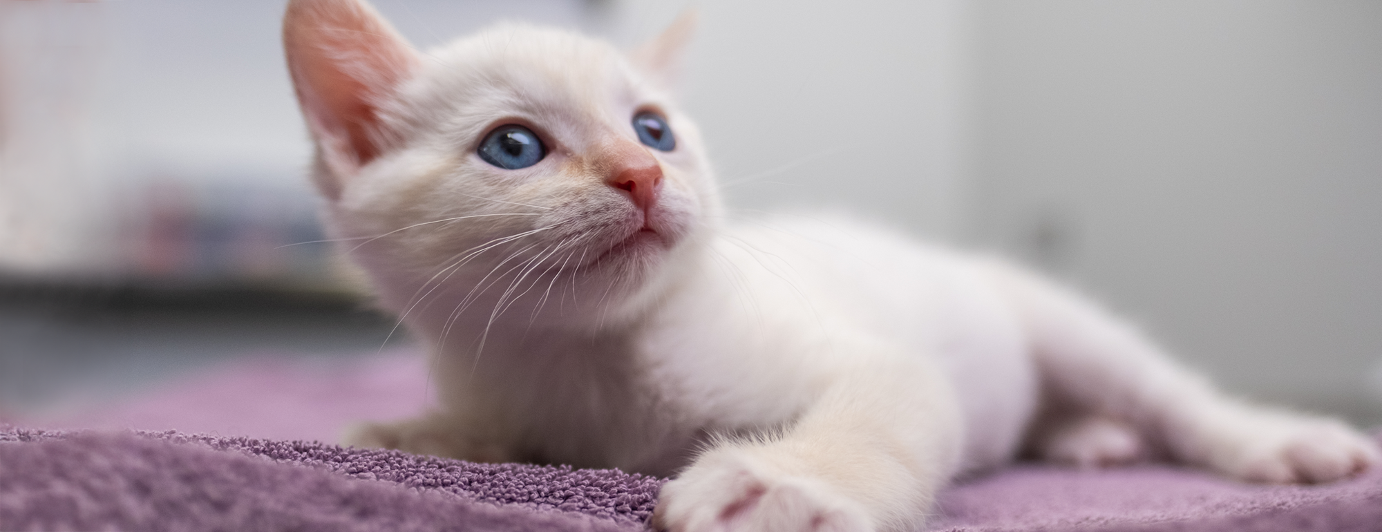 A kitten, looking up and laying on a soft blanket.