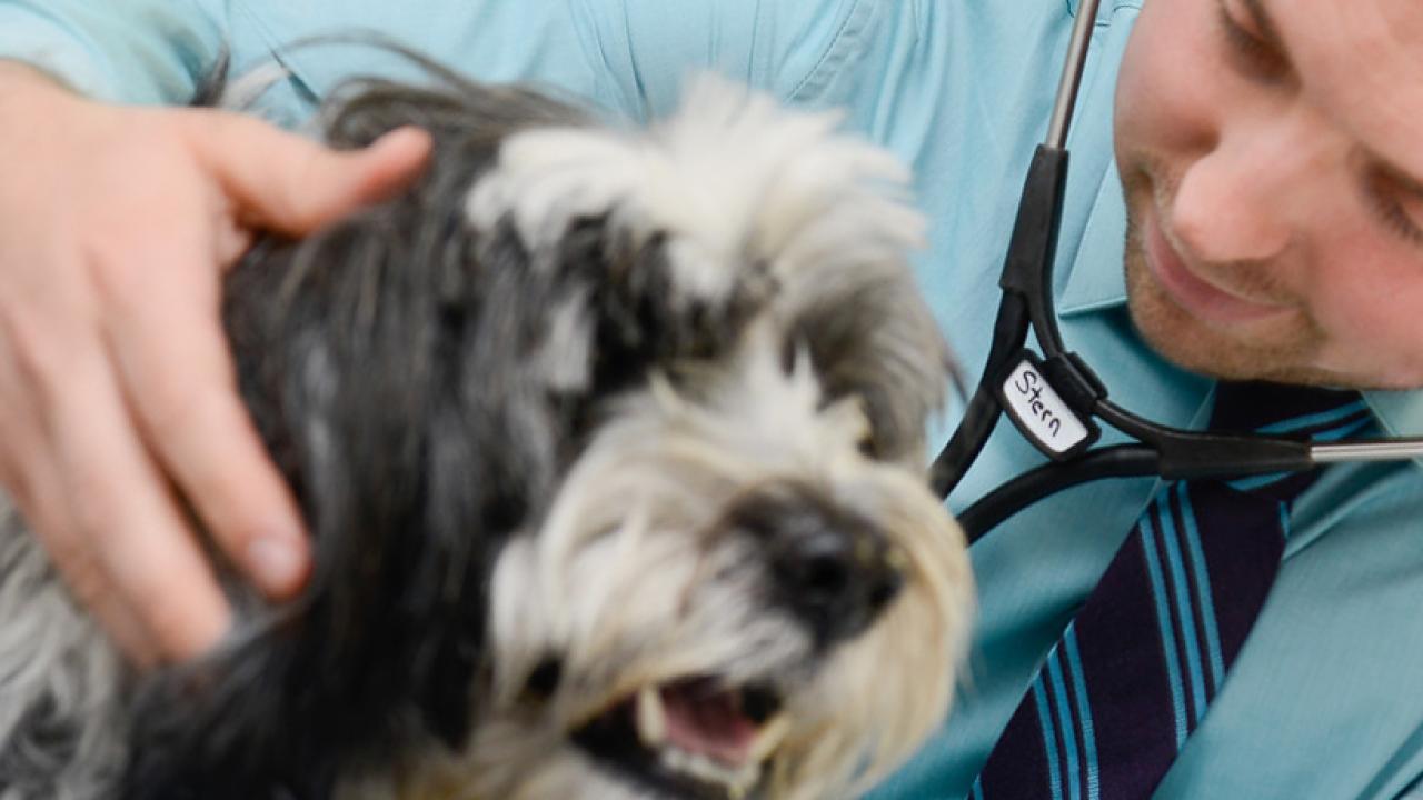 Cardiology Services School Of Veterinary Medicine