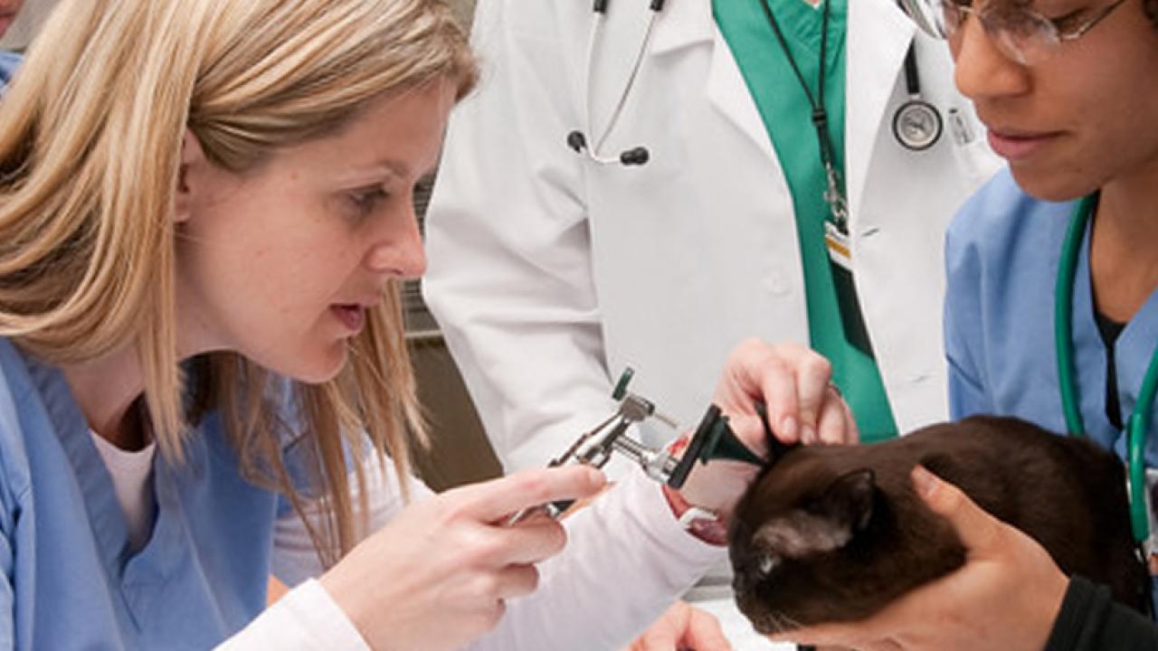 Southern Oregon Veterinary Specialty Center 24 Hour Emergency Care