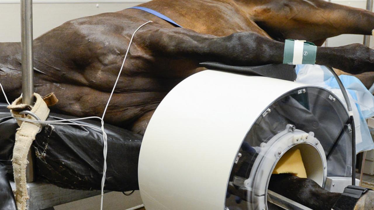 Large Animal Imaging School of Veterinary Medicine