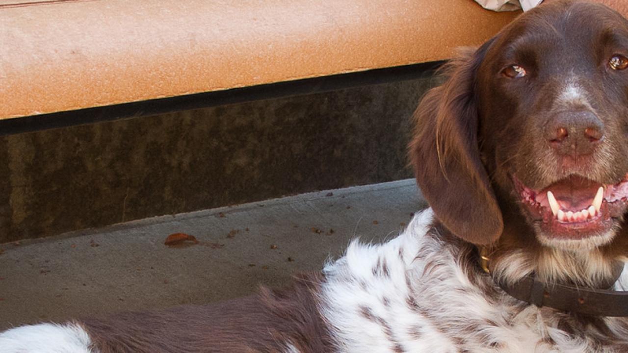 School Of Veterinary Medicine Success Stories