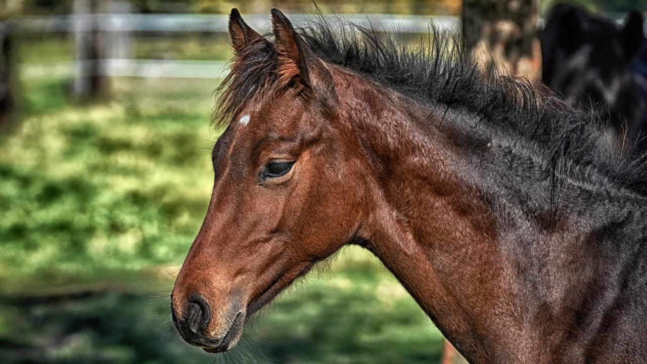 The Science Behind Horse Hair Analysis – DePaolo Equine Concepts