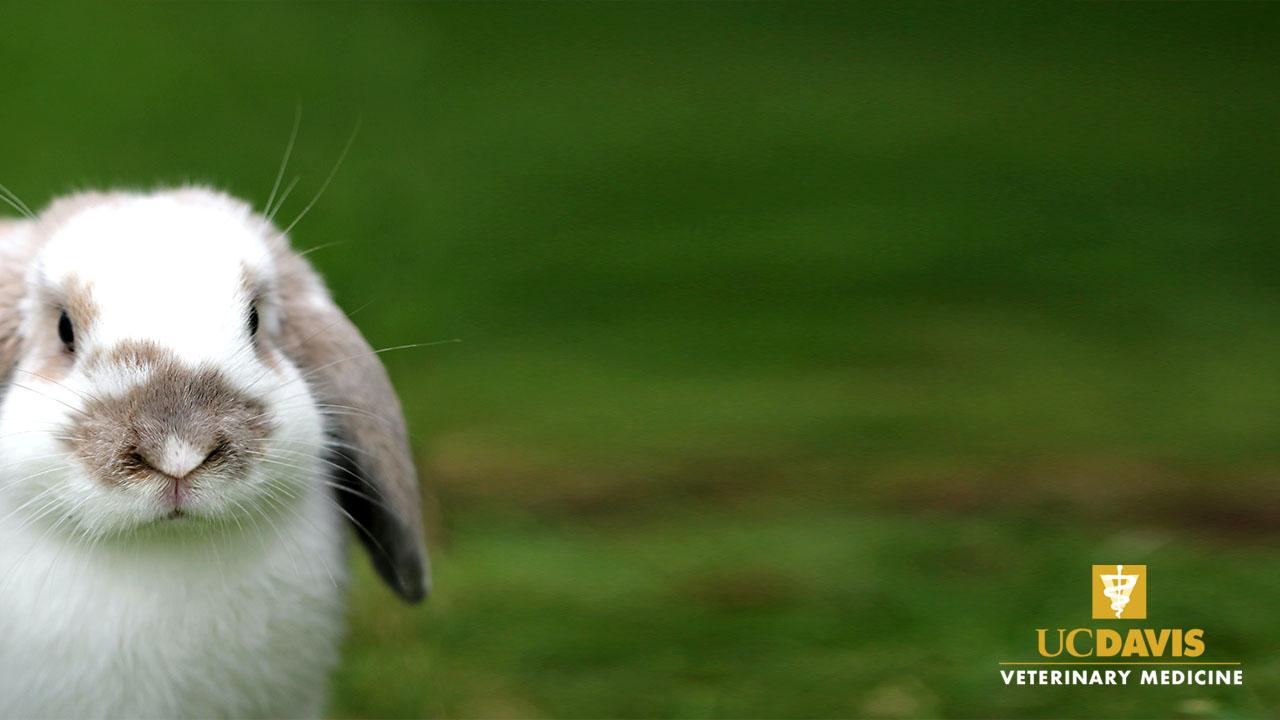 Zoom Background of a cute bunny