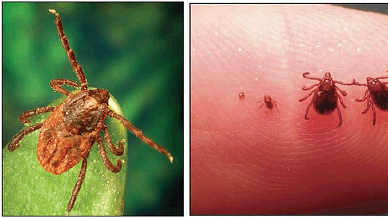 The brown dog tick is more likely to bite people and spread the often fatal bacterial infection, experts say.
