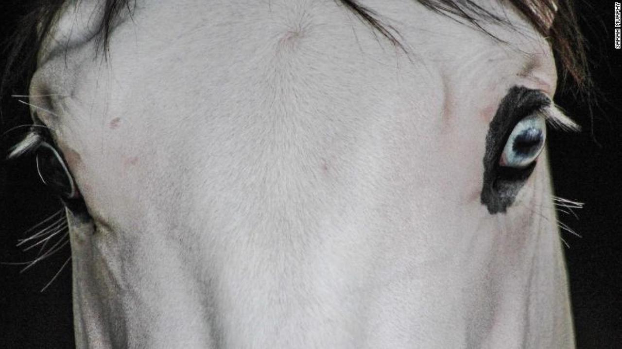 Southern Phantom The White Faced Horse Who S The Talk Of