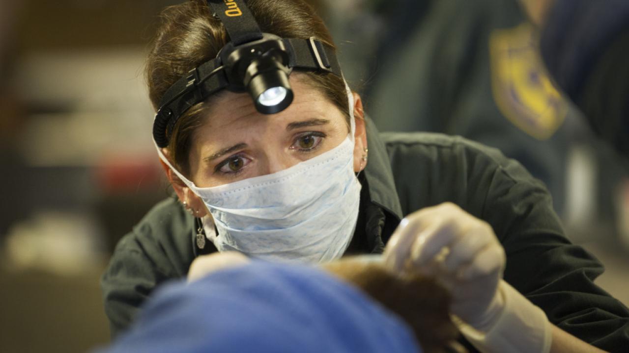 Dr. Jamie Peyton treating a burned bear.