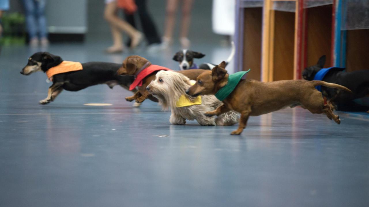 doxie derby